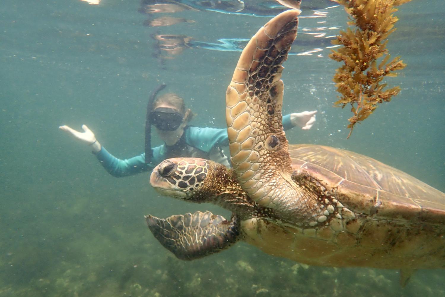 一名<a href='http://yd3.tjxxsls.com'>全球十大赌钱排行app</a>学生在Galápagos群岛游学途中与一只巨龟游泳.
